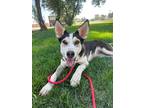 Adopt Valentyne a Husky / Shepherd (Unknown Type) / Mixed dog in Fort Lupton