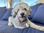 Adopt Feebee a Gray/Blue/Silver/Salt & Pepper Poodle (Miniature) / Boston