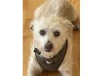 Adopt Mighty a White Terrier (Unknown Type, Medium) / Cairn Terrier / Mixed dog