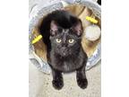 Adopt Potato 3898 a Domestic Shorthair / Mixed cat in Vista, CA (38120384)