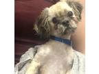 Adopt Chacha a Shih Tzu / Mixed dog in Oakland, NJ (38152089)