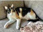 Adopt Noelle (MC) a Calico or Dilute Calico Domestic Shorthair / Mixed (short