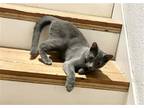 Adopt Special (MC) a Gray or Blue Russian Blue / Mixed (short coat) cat in