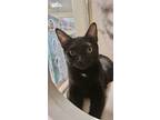 Adopt Carlo (MC) a All Black Bombay / Mixed (short coat) cat in Vallejo