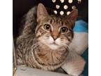 Adopt Tripp (Napa Petco) a Brown Tabby Domestic Shorthair / Mixed (short coat)