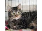 Adopt Margot a Domestic Short Hair