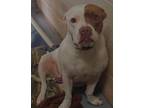 Adopt Tiny a Pit Bull Terrier