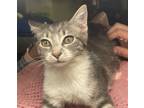 Adopt Daisy #sister-of-Rose a Gray, Blue or Silver Tabby Domestic Shorthair /