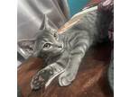 Adopt Rose #sister-of-Daisy a Gray, Blue or Silver Tabby Domestic Shorthair /