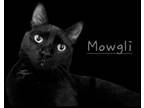 Adopt Mowgli #brother-of-Bagheera a All Black Domestic Shorthair / Mixed (short