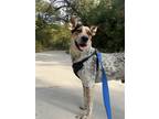 Adopt Andrew a Black - with White Australian Cattle Dog / Mixed dog in Spring