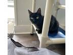 Adopt Sophia a All Black Domestic Shorthair / Mixed cat in Milltown
