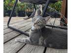 Adopt Kenny a Gray, Blue or Silver Tabby Domestic Shorthair (short coat) cat in