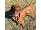 Adopt Sugar Bear (prison program) a Redbone Coonhound