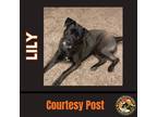 Adopt LILY #3 a Brown/Chocolate - with Black Labrador Retriever / Shepherd