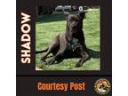 Adopt SHADOW #13 a Brown/Chocolate - with Black Labrador Retriever / Shepherd