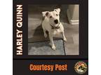 Adopt HARLEY QUINN a White - with Black American Pit Bull Terrier / Husky /