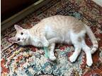 Adopt Paulina a Orange or Red (Mostly) Domestic Shorthair / Mixed (short coat)