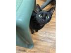 Adopt Barbie a Domestic Short Hair