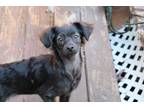 Adopt Jilly a Brown/Chocolate Poodle (Miniature) / Australian Shepherd dog in