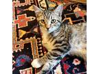 Adopt Chewbaccat a Brown Tabby Domestic Shorthair / Mixed (short coat) cat in