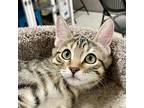 Adopt Mary Taylor a Brown Tabby Domestic Shorthair / Mixed (short coat) cat in