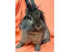 Adopt Jackie a Lionhead