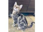 Adopt Will a Brown Tabby Domestic Shorthair (short coat) cat in Huntington