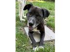 Adopt Benny ~ meet me! a Black - with White Labrador Retriever / Boxer / Mixed