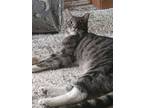 Adopt Gabrielito (Courtesy Post) a Gray, Blue or Silver Tabby Domestic Shorthair