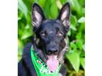 Adopt Oso (CP) - Adopt Me! a German Shepherd Dog / Mixed dog in Lake Forest