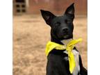 Adopt SADIE SMARTY-PANTS a Australian Kelpie