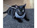 Adopt Allister a All Black Domestic Shorthair / Mixed (short coat) cat in