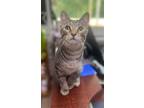 Adopt Mr Pickles a Gray, Blue or Silver Tabby Domestic Shorthair / Mixed (short