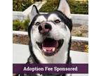 Adopt Oso a Black - with White Siberian Husky / Mixed dog in Walnut Creek