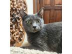 Adopt Zetta a Domestic Short Hair