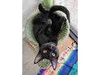 Adopt Primo 3984 a Domestic Shorthair / Mixed cat in Vista, CA (38114540)