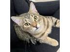 Adopt Rocky 4015 a Domestic Shorthair / Mixed cat in Vista, CA (38153424)