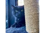 Adopt Fred a All Black Domestic Shorthair / Mixed cat in Hailey, ID (38099177)