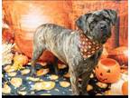 Adopt DUCKY a Brown/Chocolate Mastiff / Mixed dog in Diamond Springs