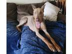 Adopt Rocky (bonded with Remi) a Tan/Yellow/Fawn Doberman Pinscher / Mixed dog