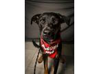 Adopt Eloch a Australian Shepherd / Australian Cattle Dog / Mixed dog in Fort