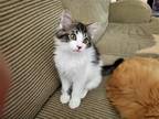 Adopt Bitsy (Mr.) Superkitty a Brown Tabby Domestic Longhair / Mixed (long coat)