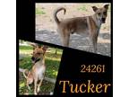 Adopt Tucker a Tan/Yellow/Fawn - with White Carolina Dog / Hound (Unknown Type)