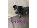 Adopt Georgette or Georgie a Australian Cattle Dog / Blue Heeler