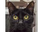 Adopt Carrie Anne a Black (Mostly) Bombay / Mixed (short coat) cat in Huntley
