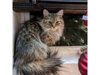 Adopt Izzy a Domestic Long Hair