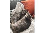 Adopt Cloud a Tortoiseshell Domestic Shorthair / Mixed (medium coat) cat in