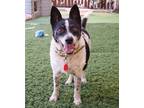 Adopt Kenji a Black - with White Rat Terrier / Cattle Dog / Mixed dog in