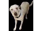 Adopt Niah a White - with Gray or Silver Australian Cattle Dog / Pointer / Mixed